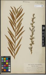 Foto von Salix purpurea L. x Salix viminalis L.